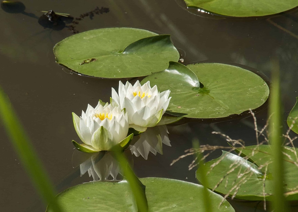 Aquatic beautiful flowers biology
