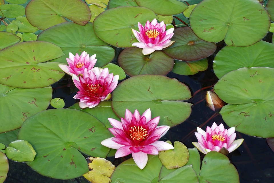 Aquatic beautiful beautiful flowers