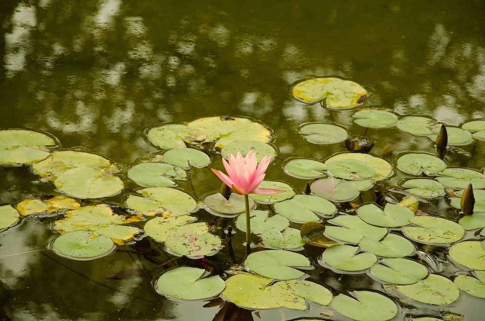 Aquatic beautiful beautiful flowers