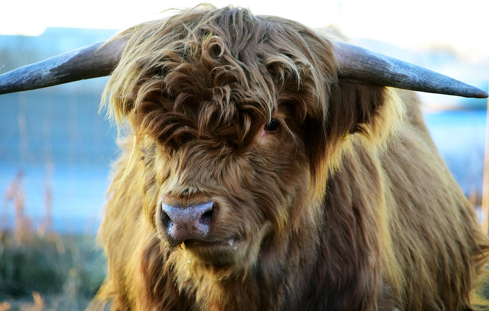 Animal beef bovine