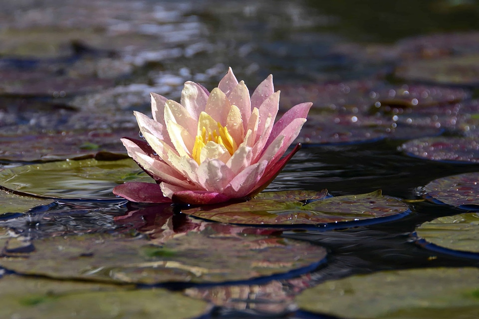 Aquatic beautiful beautiful flowers