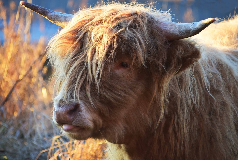 Animal bovine brown