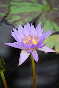 Aquatic beautiful flowers biology
