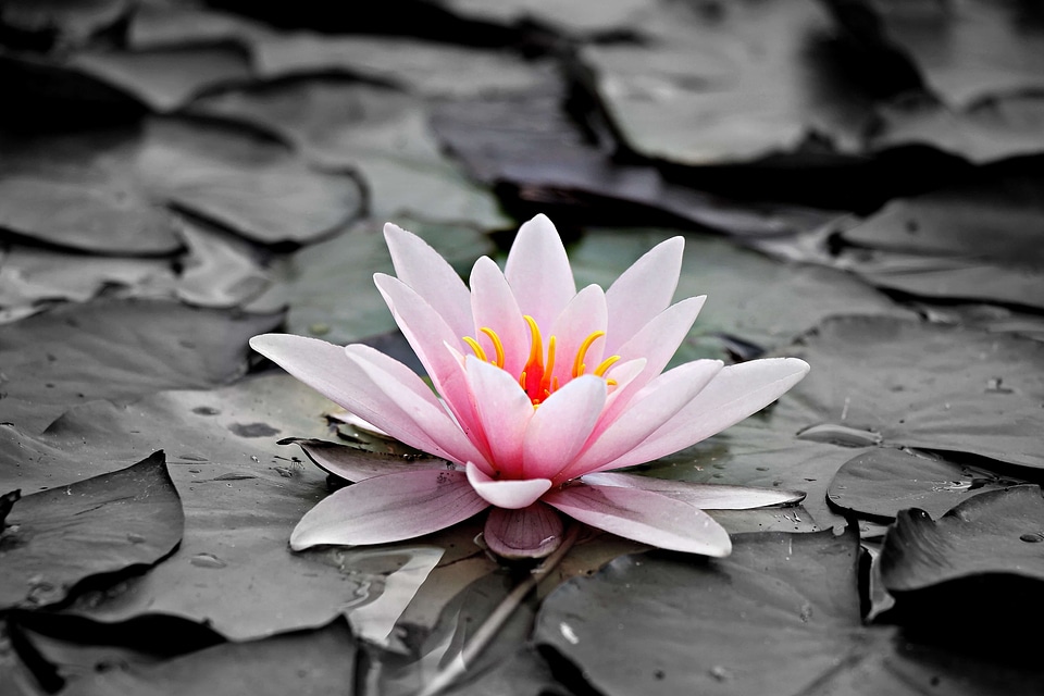 Aquatic beautiful beautiful flowers