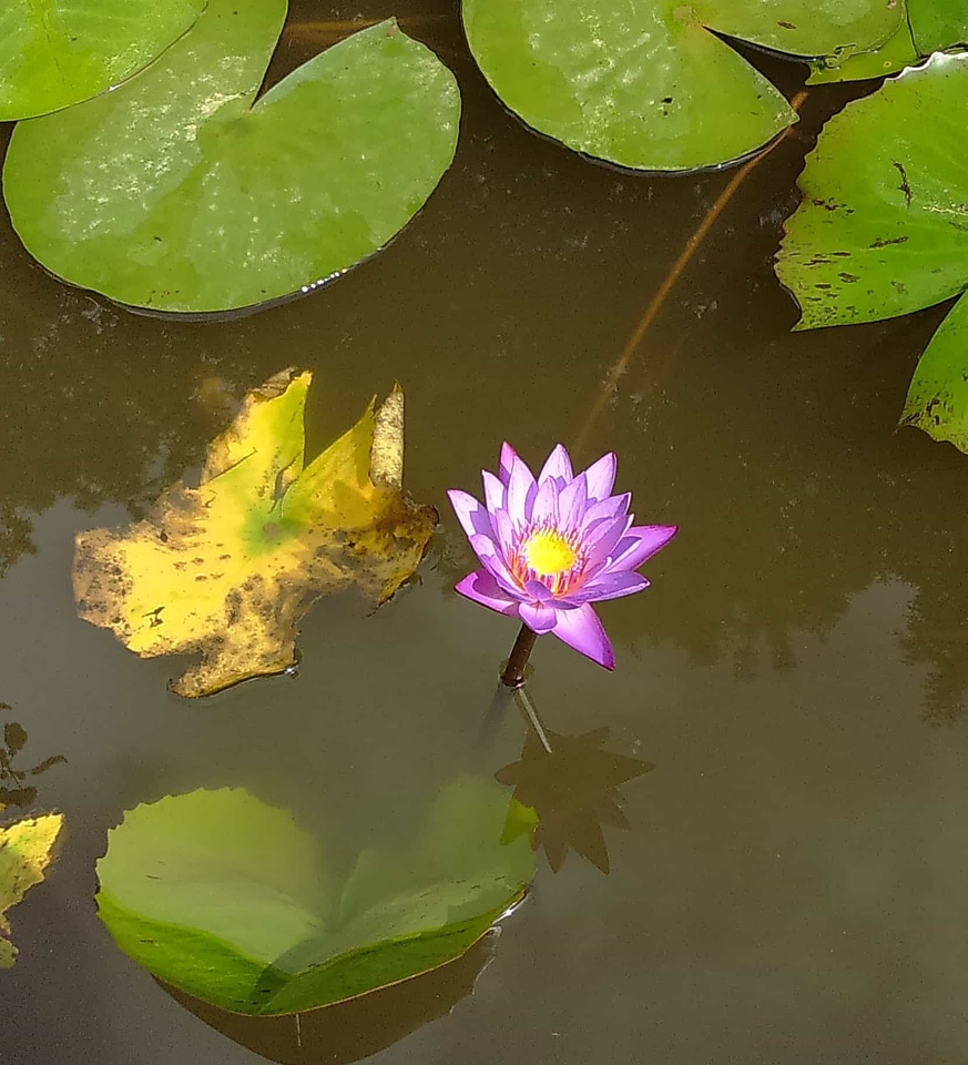 Aquatic beautiful beautiful flowers