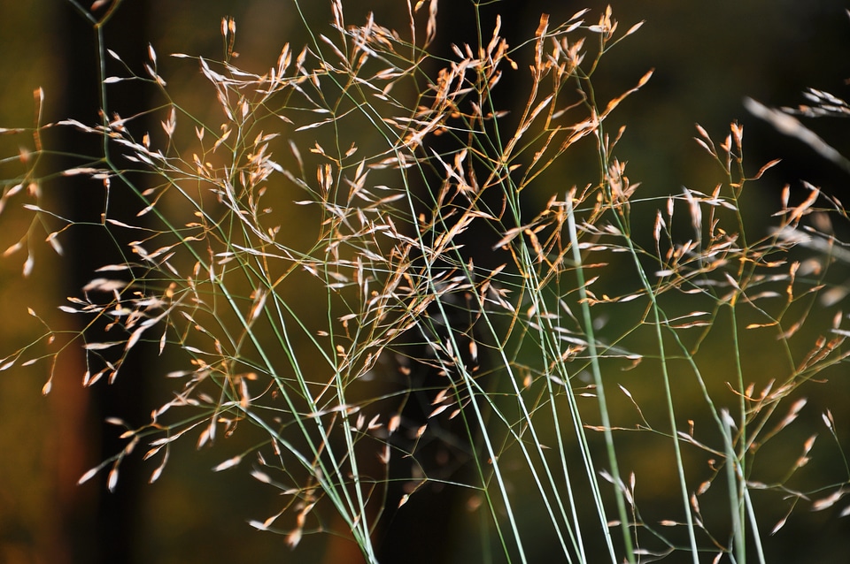 Grass plant nature