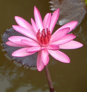 Aquatic beautiful beautiful flowers