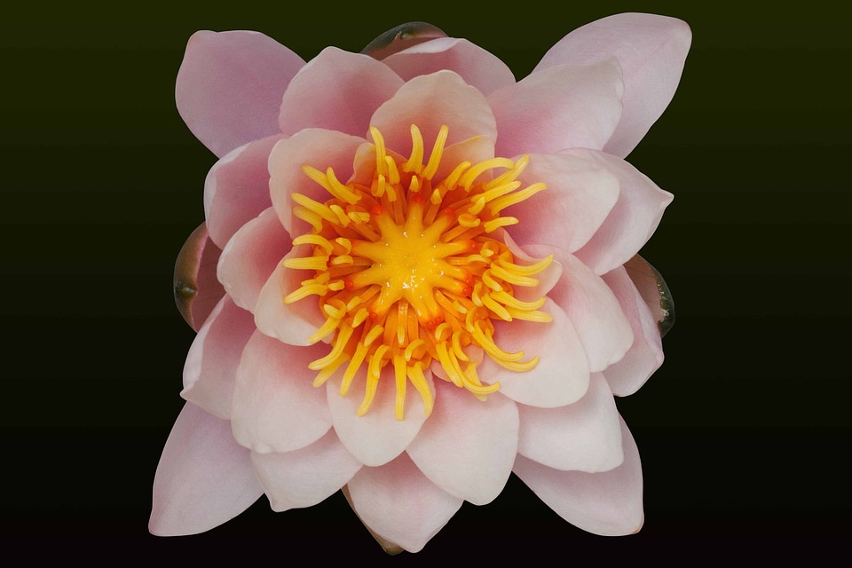 Beautiful beautiful flowers biology