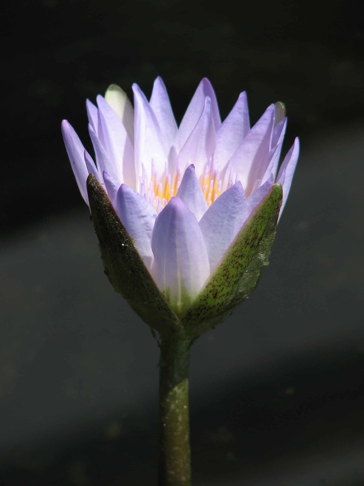 Aquatic beautiful flowers biology
