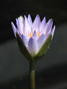 Aquatic beautiful flowers biology
