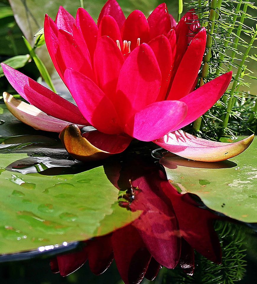 Aquatic beautiful beautiful flowers