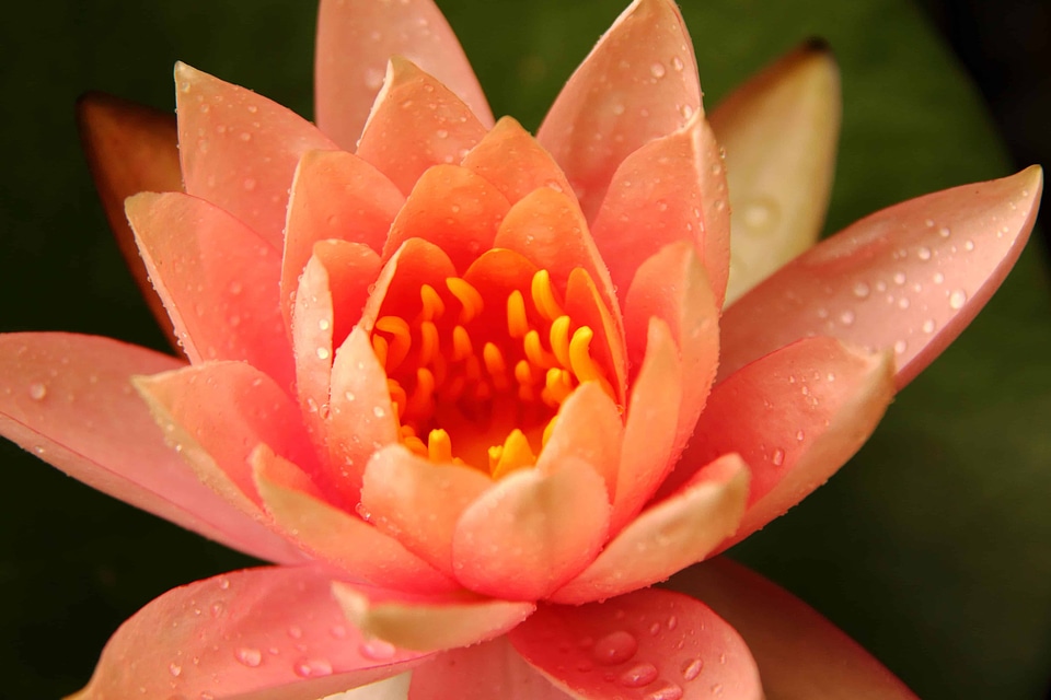 Beautiful Flowers biology bloom
