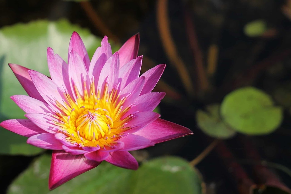 Aquatic beautiful beautiful flowers