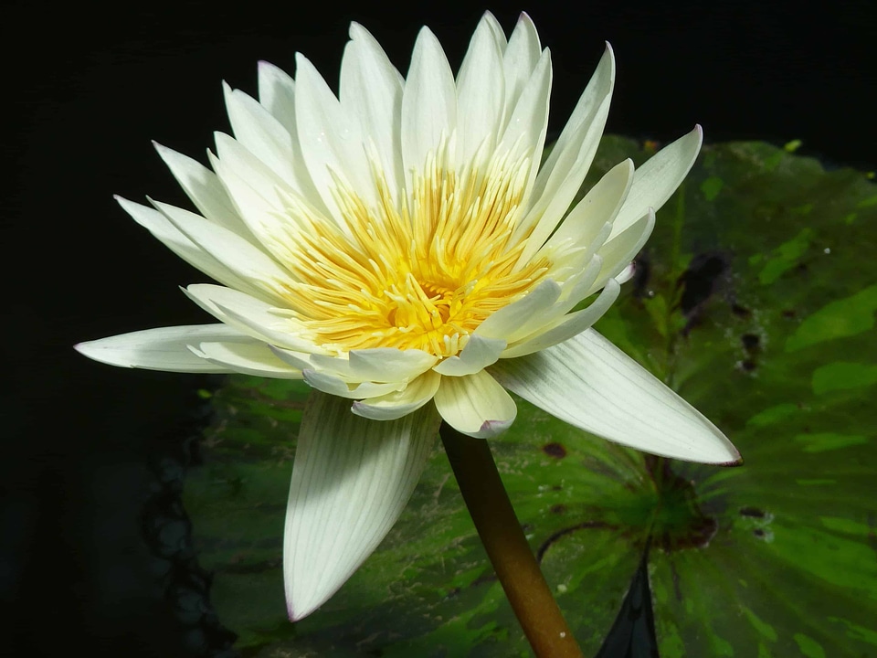 Aquatic beautiful flowers biology