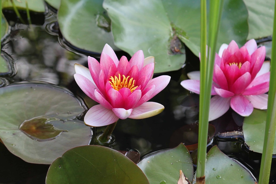 Aquatic beautiful flowers beautiful photo