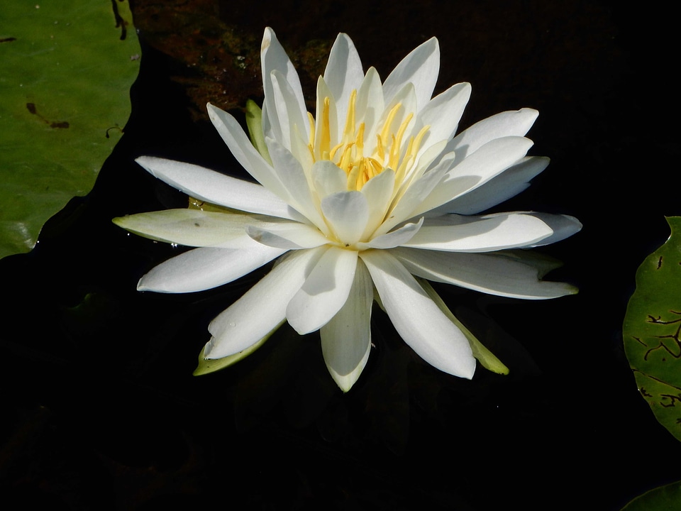 Aquatic beautiful beautiful flowers