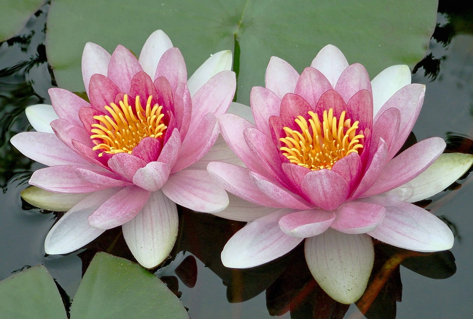 Aquatic beautiful flowers beautiful photo