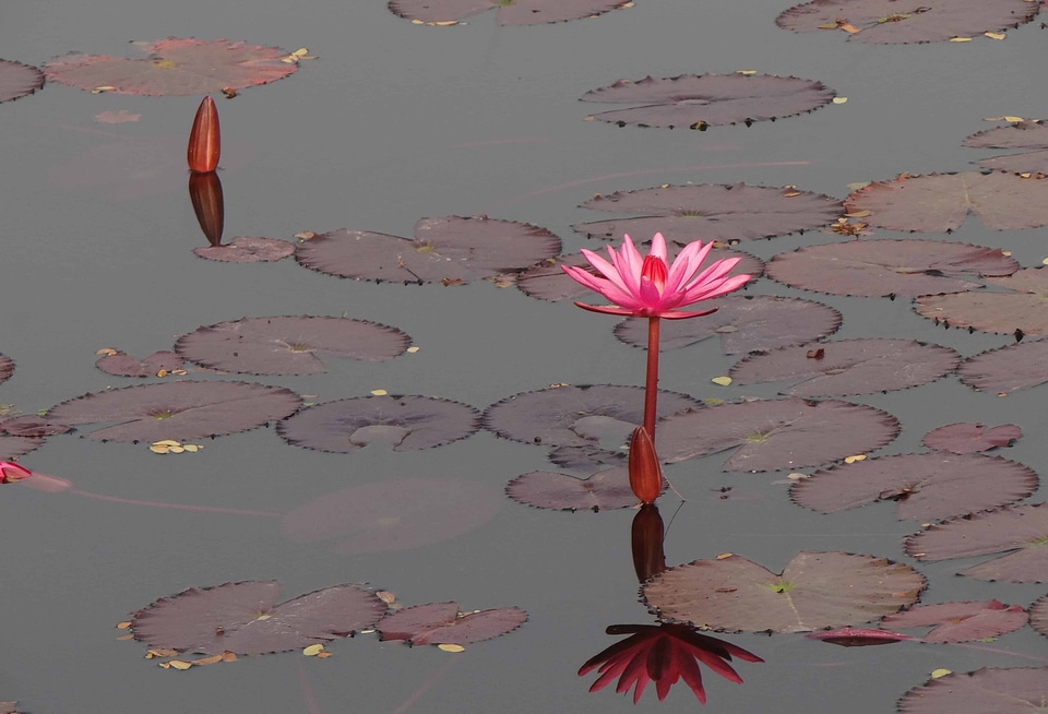 Aquatic beautiful flowers biology