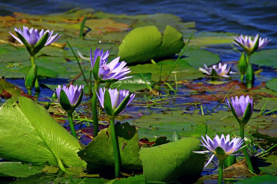 Aquatic beautiful beautiful flowers
