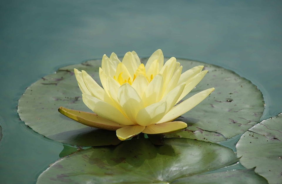 Aquatic beautiful beautiful flowers