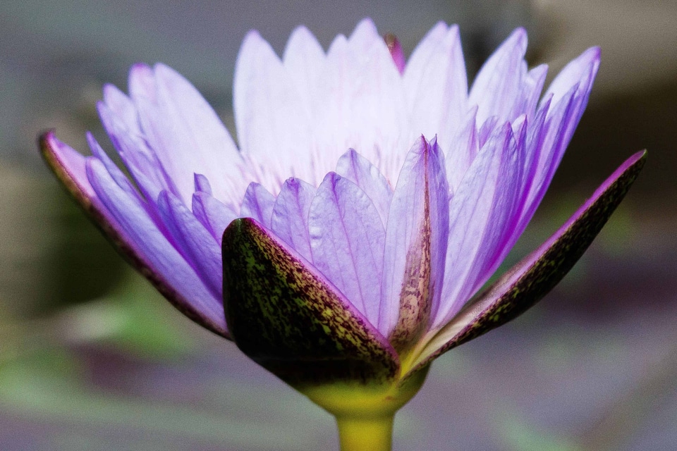 Aquatic beautiful flowers biology