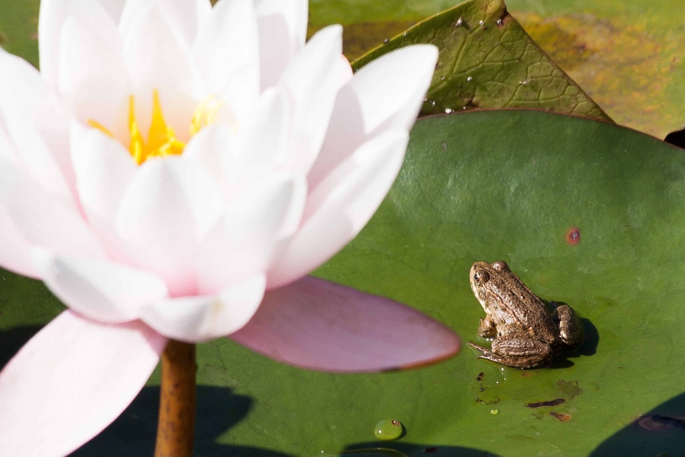 Aquatic beautiful flowers biology