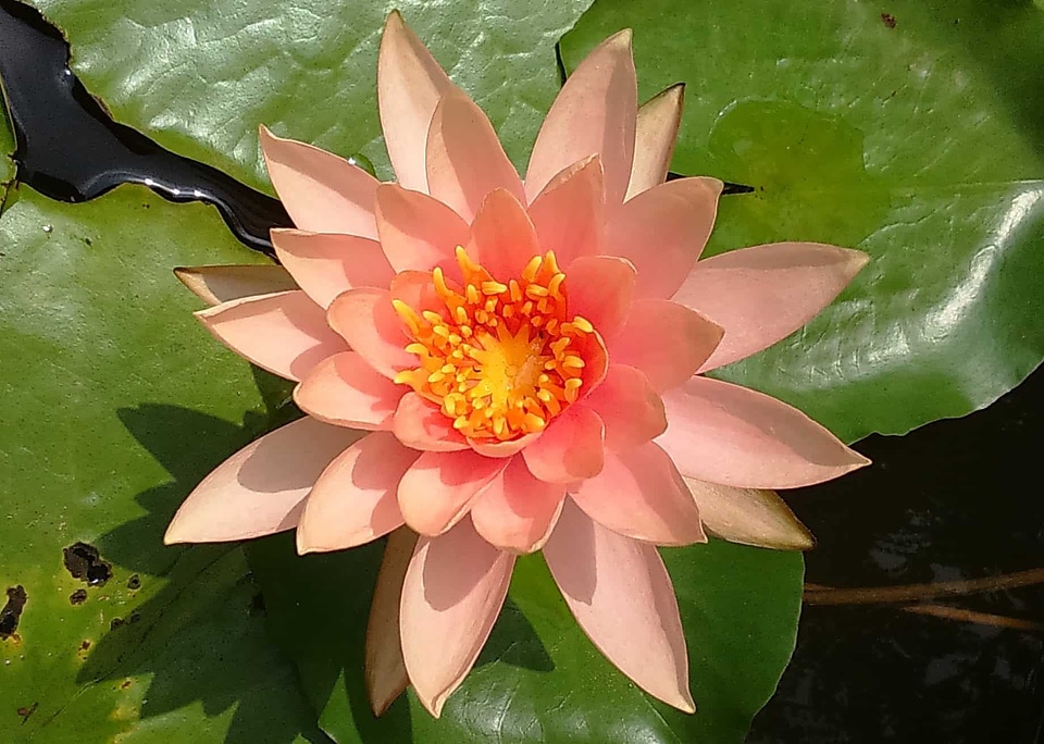 Aquatic beautiful beautiful flowers