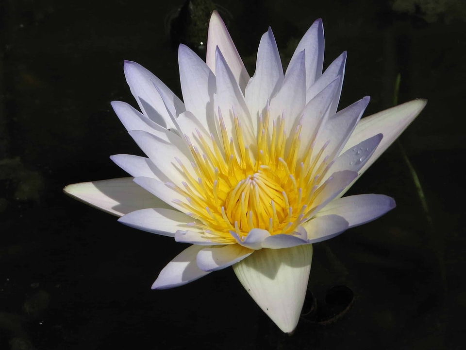 Aquatic beautiful beautiful flowers