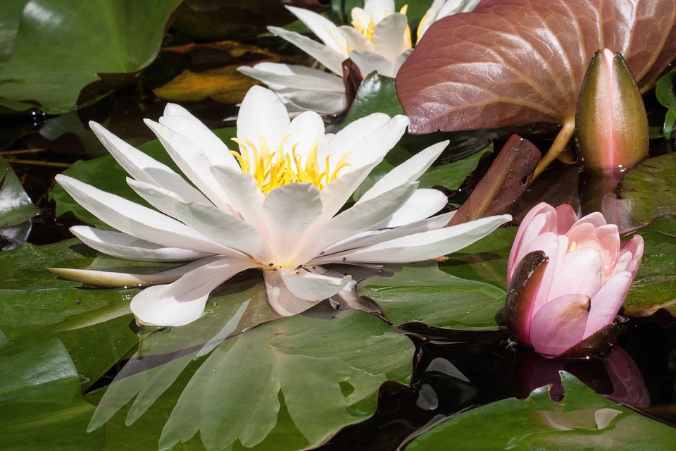 Aquatic beautiful flowers biology