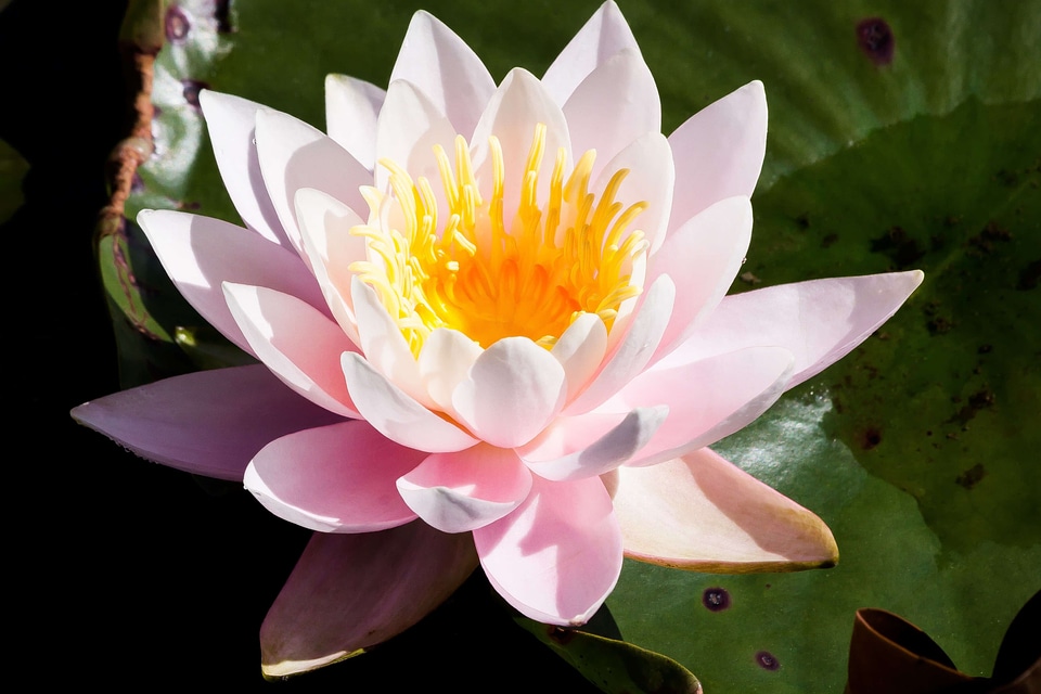 Aquatic beautiful beautiful flowers