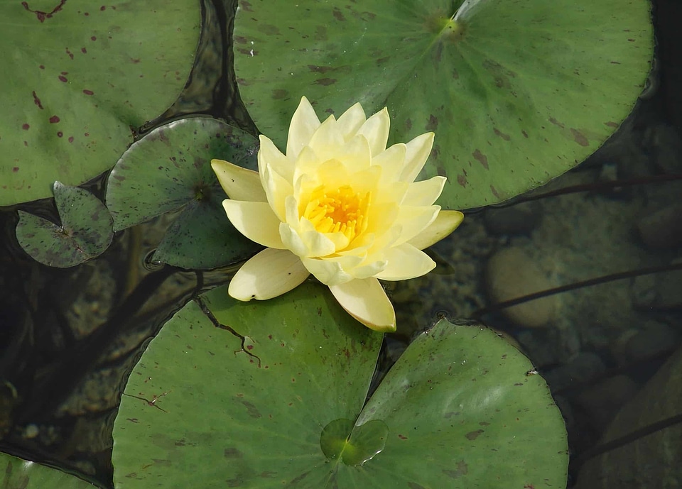 Aquatic beautiful beautiful flowers