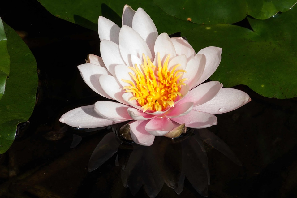 Aquatic beautiful beautiful flowers