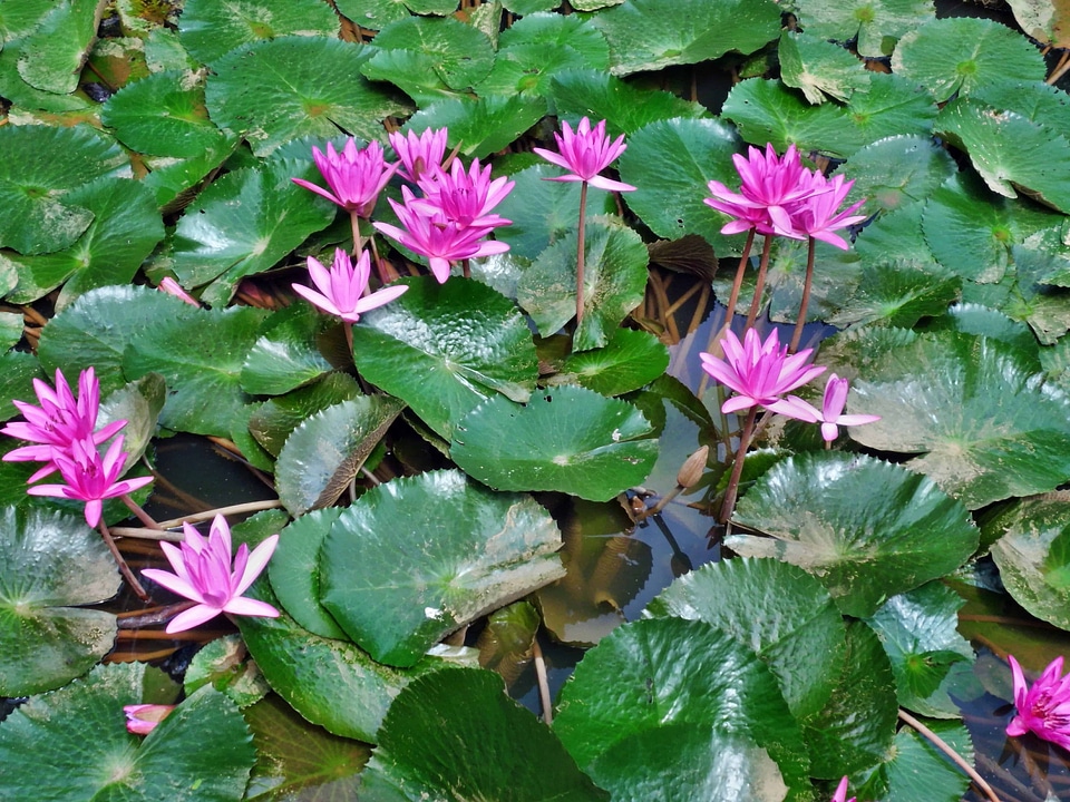 Beautiful Flowers biology bloom