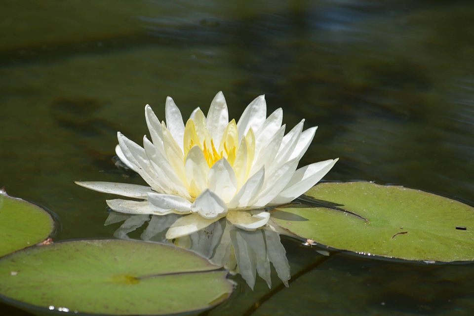 Aquatic beautiful flowers biology