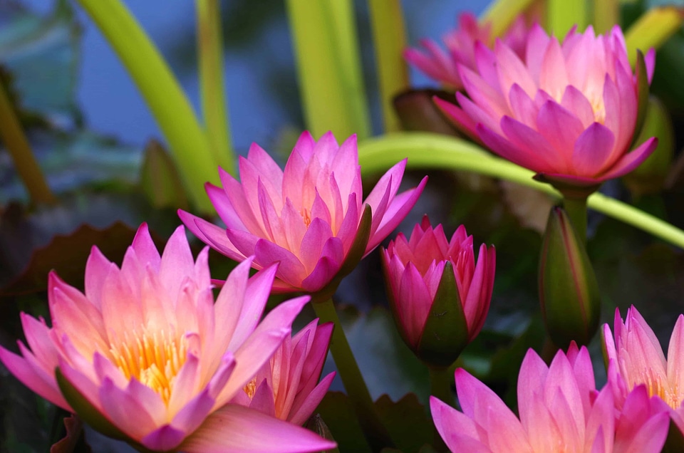 Aquatic beautiful beautiful flowers
