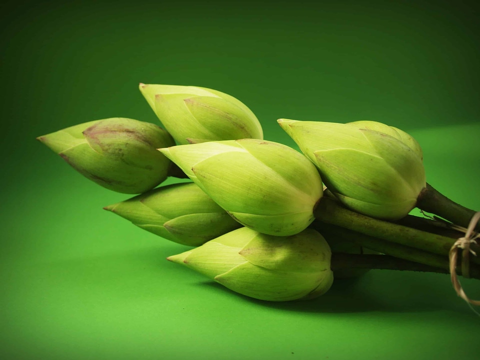 Beautiful Flowers biology bloom