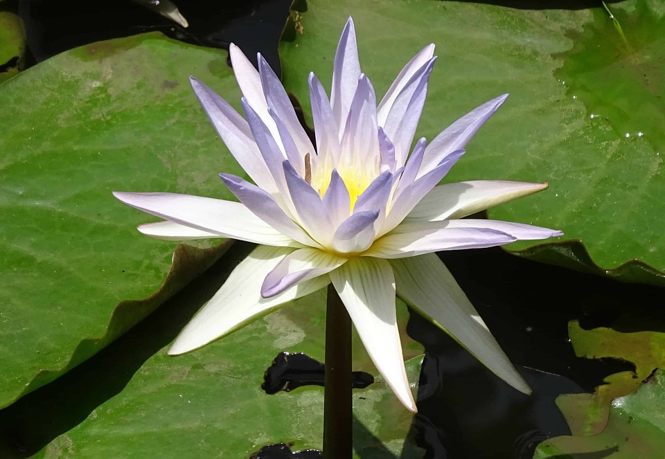 Aquatic beautiful flowers biology