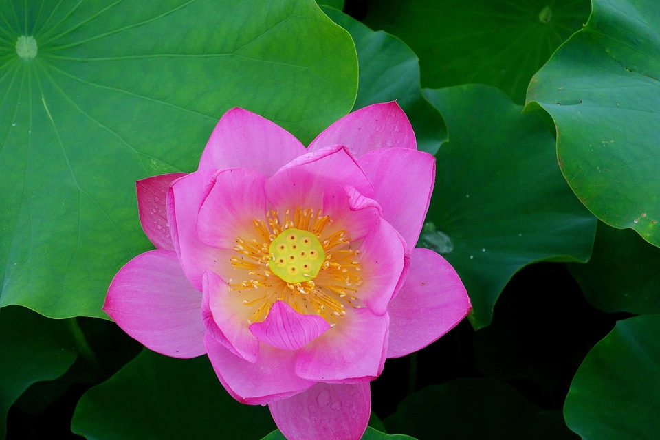 Aquatic beautiful beautiful flowers
