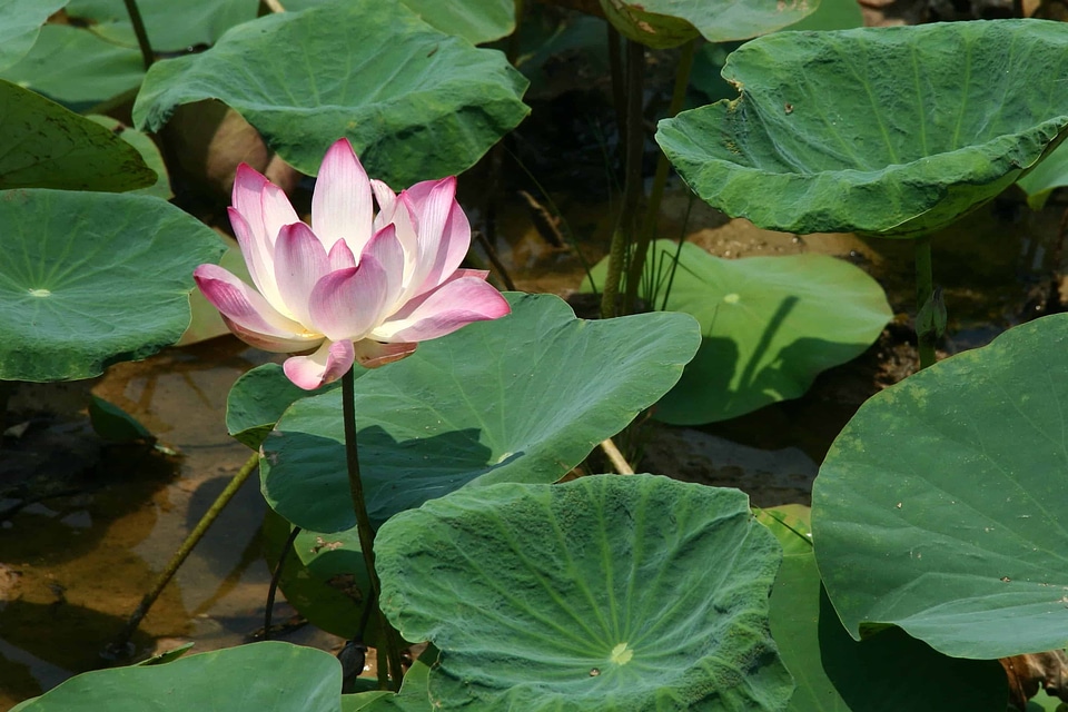 Aquatic beautiful flowers biology