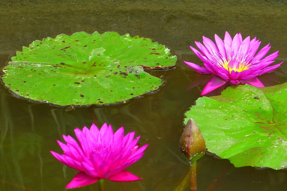 Aquatic beautiful flowers biology