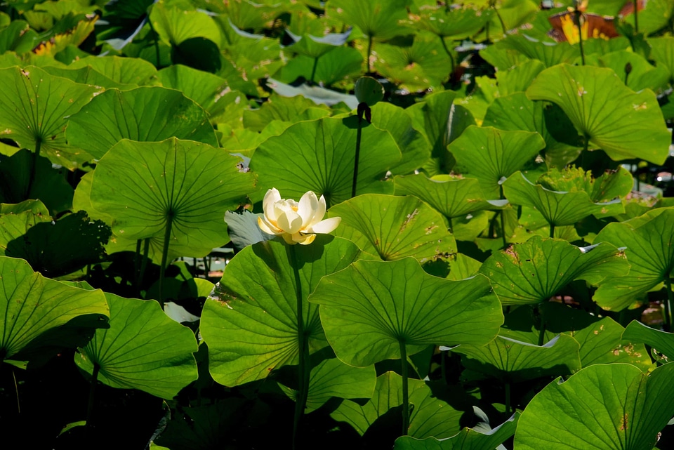 Aquatic beautiful beautiful flowers