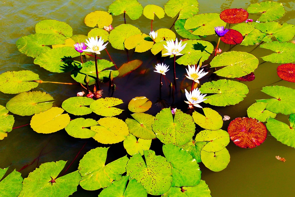 Beautiful beautiful flowers biology