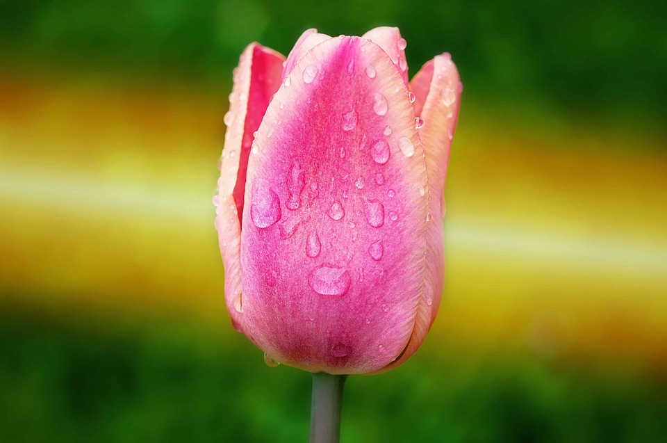 Beautiful Flowers biology bloom