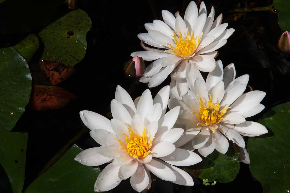 Aquatic beautiful flowers biology