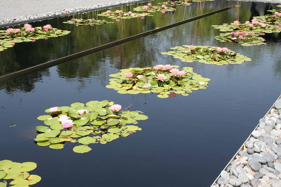 Aquatic beautiful beautiful flowers