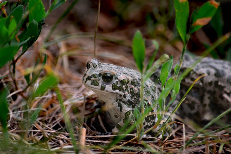 Frog nature subalpine forest frog