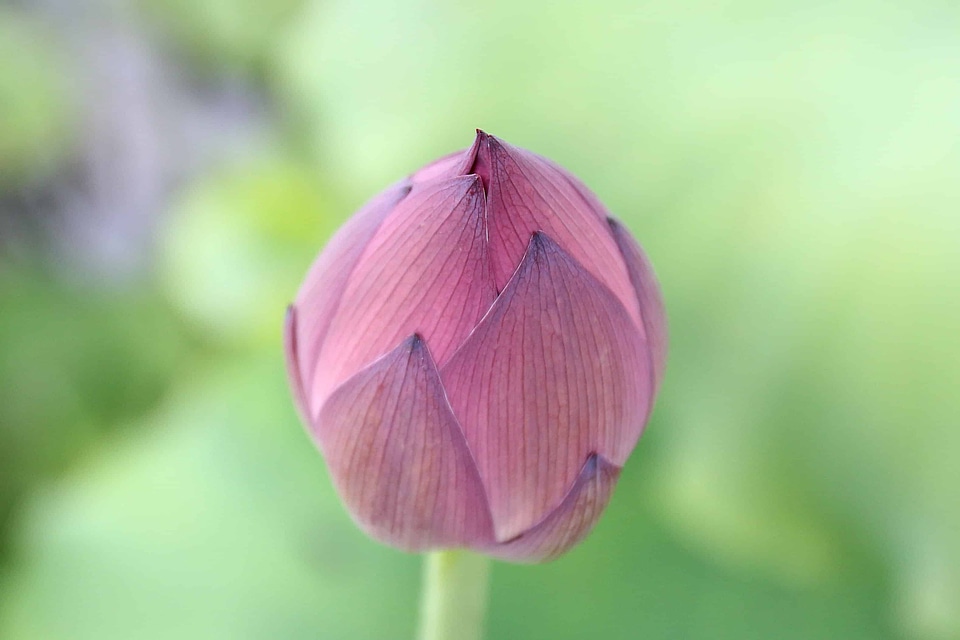 Beautiful Flowers biology bloom