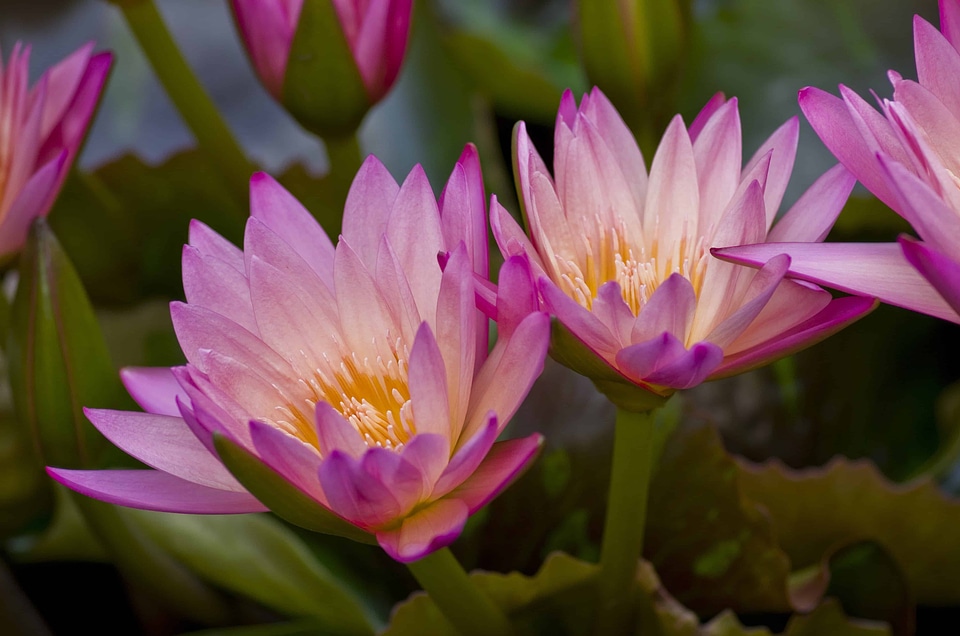 Aquatic beautiful beautiful flowers