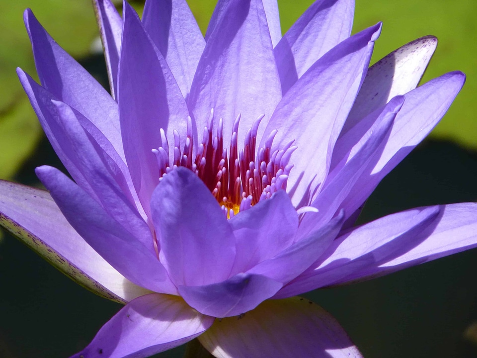 Aquatic beautiful flowers biology