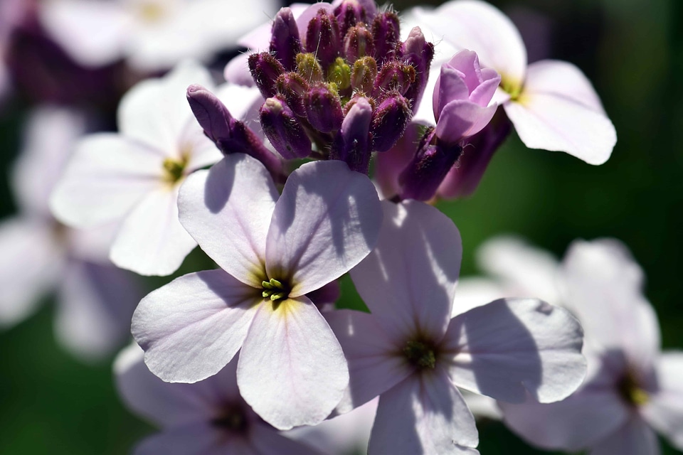 Beautiful Flowers blooming blossom